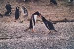 tierra del fuego - pinguins - 